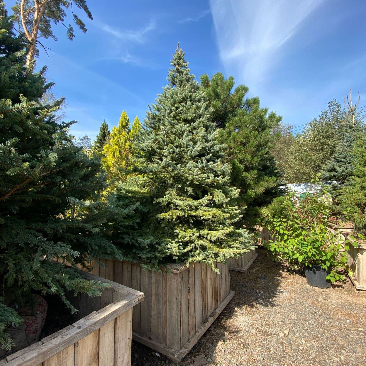 Купить Ель Сербская