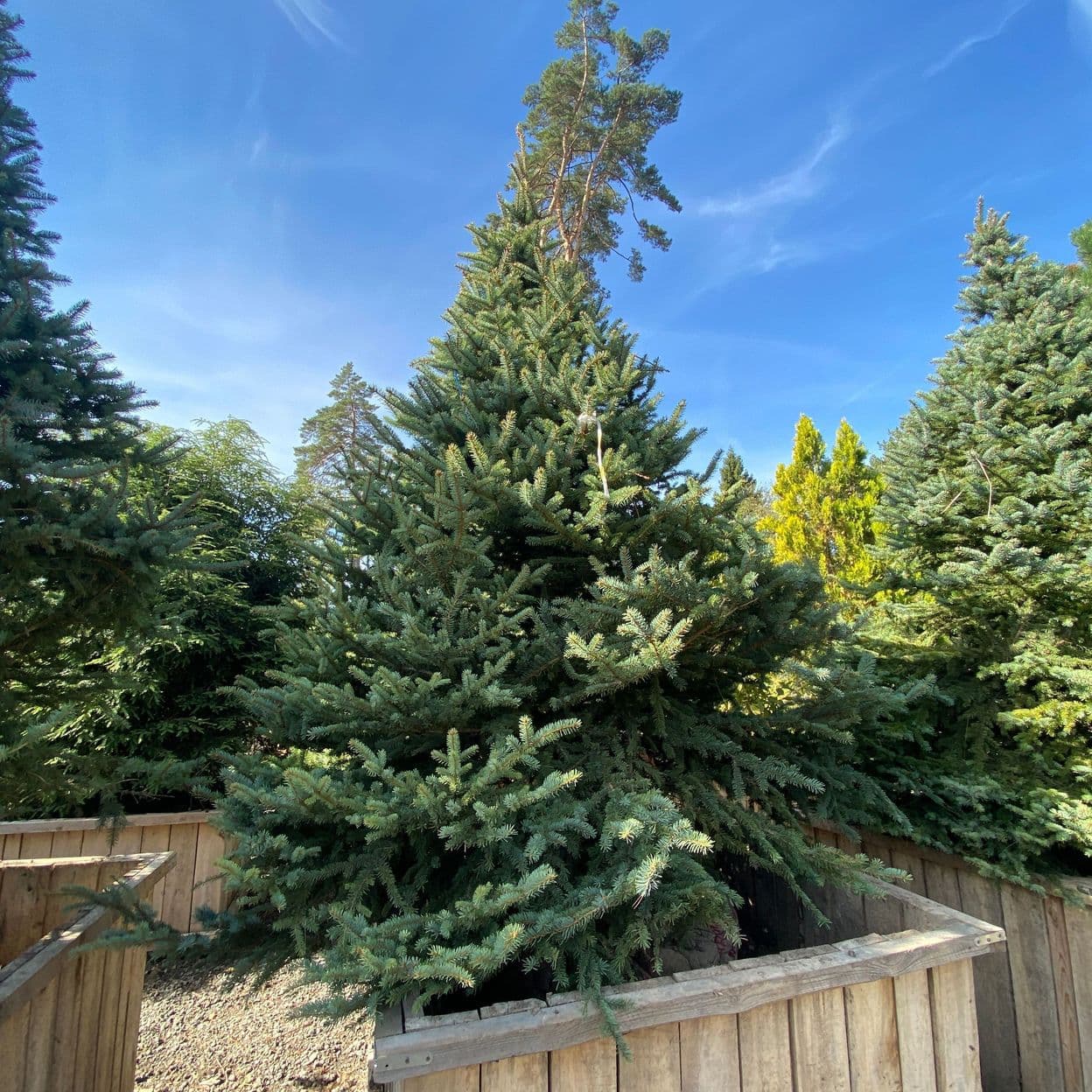 Купить Ель Сербская