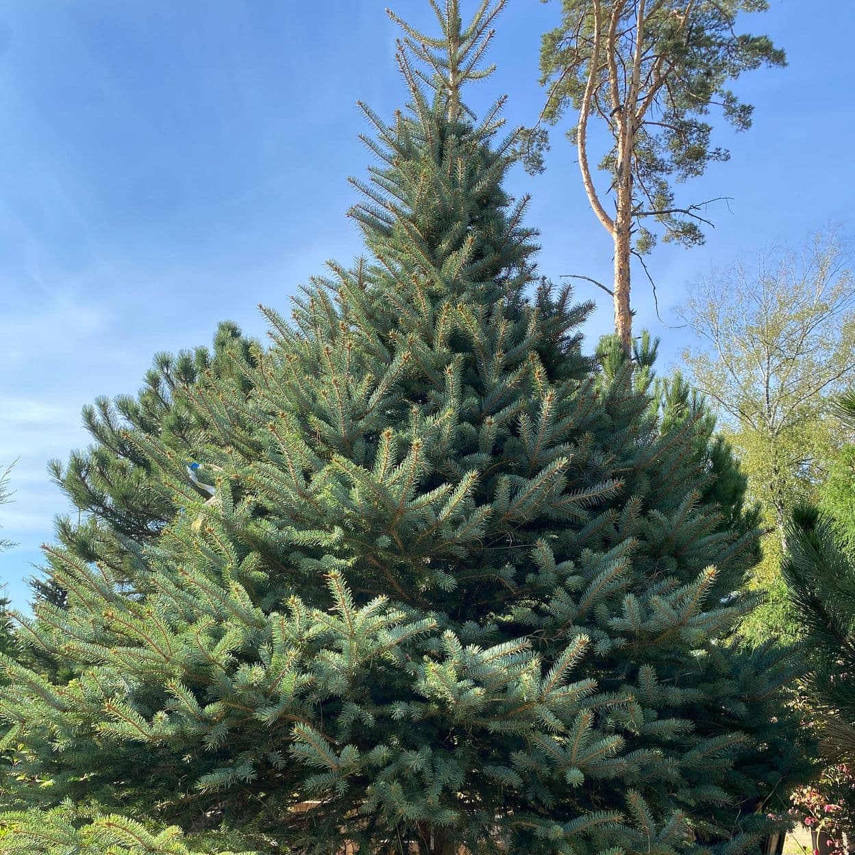 Купить Ель Голубая Глаука