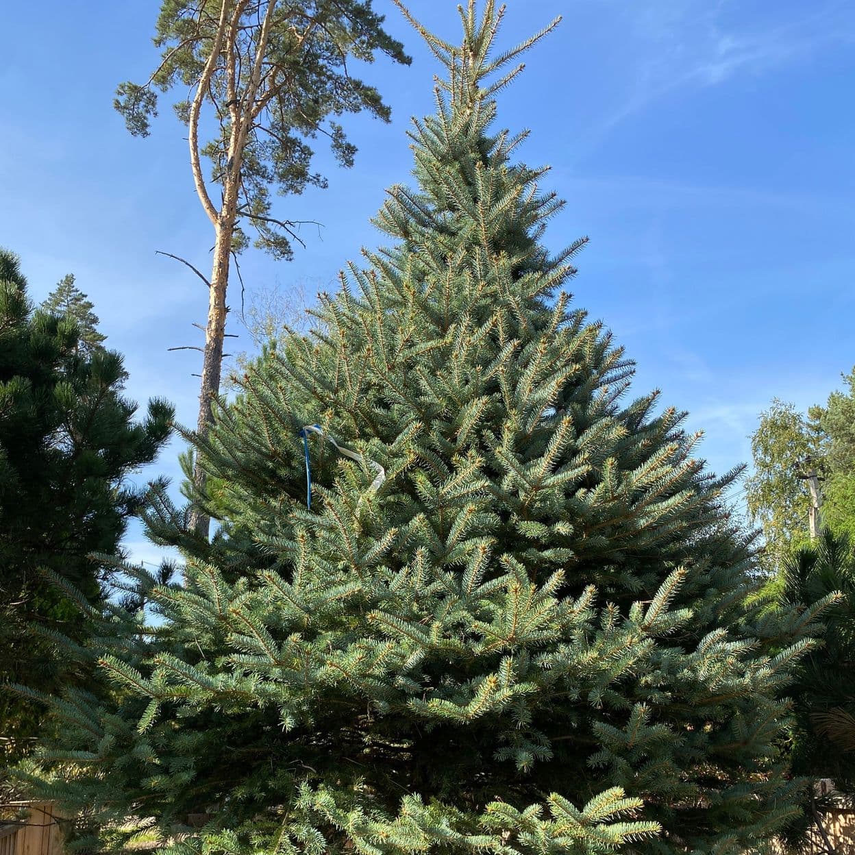 Купить Ель Голубая Глаука