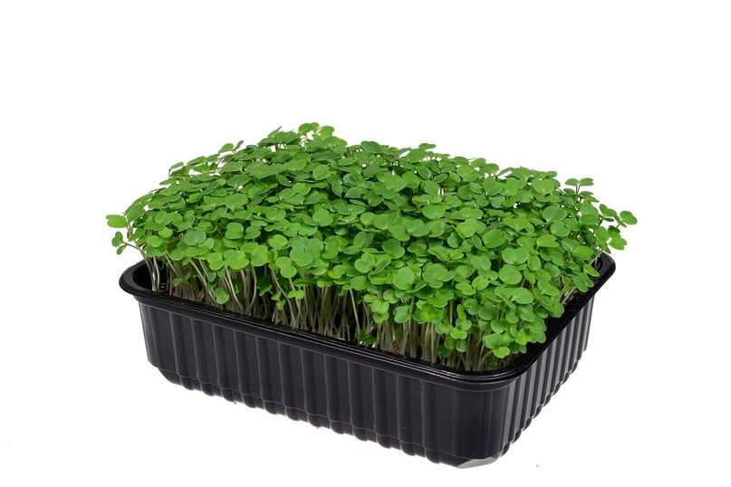 Купить Руккола