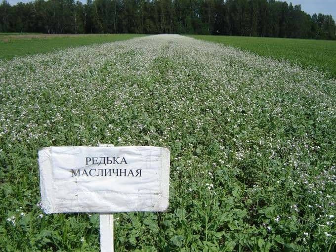 Купить Редька масличная, Сидераты семена ОС, ЭС, РС, РСт