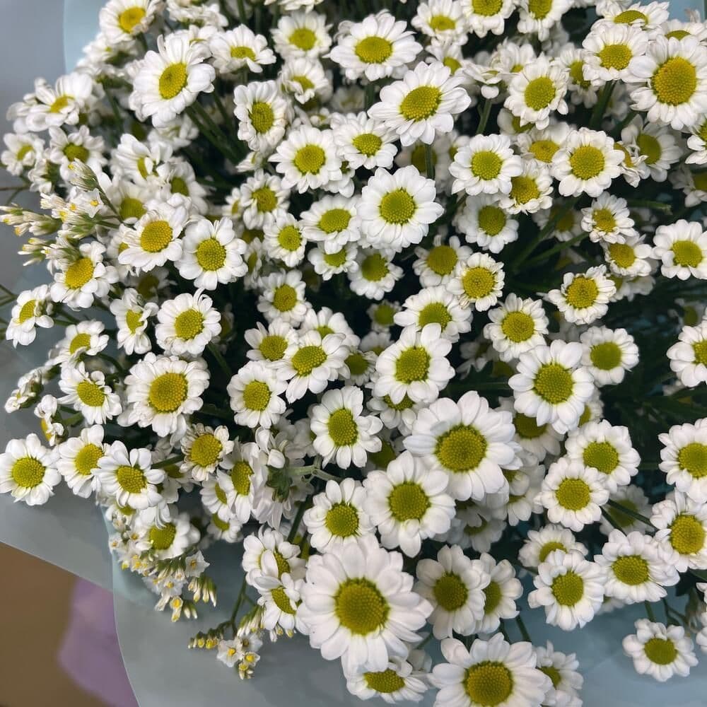 Купить Букет из ромашек