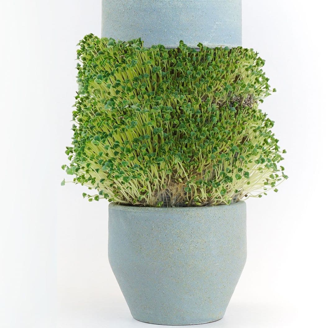 Купить MicroGreen