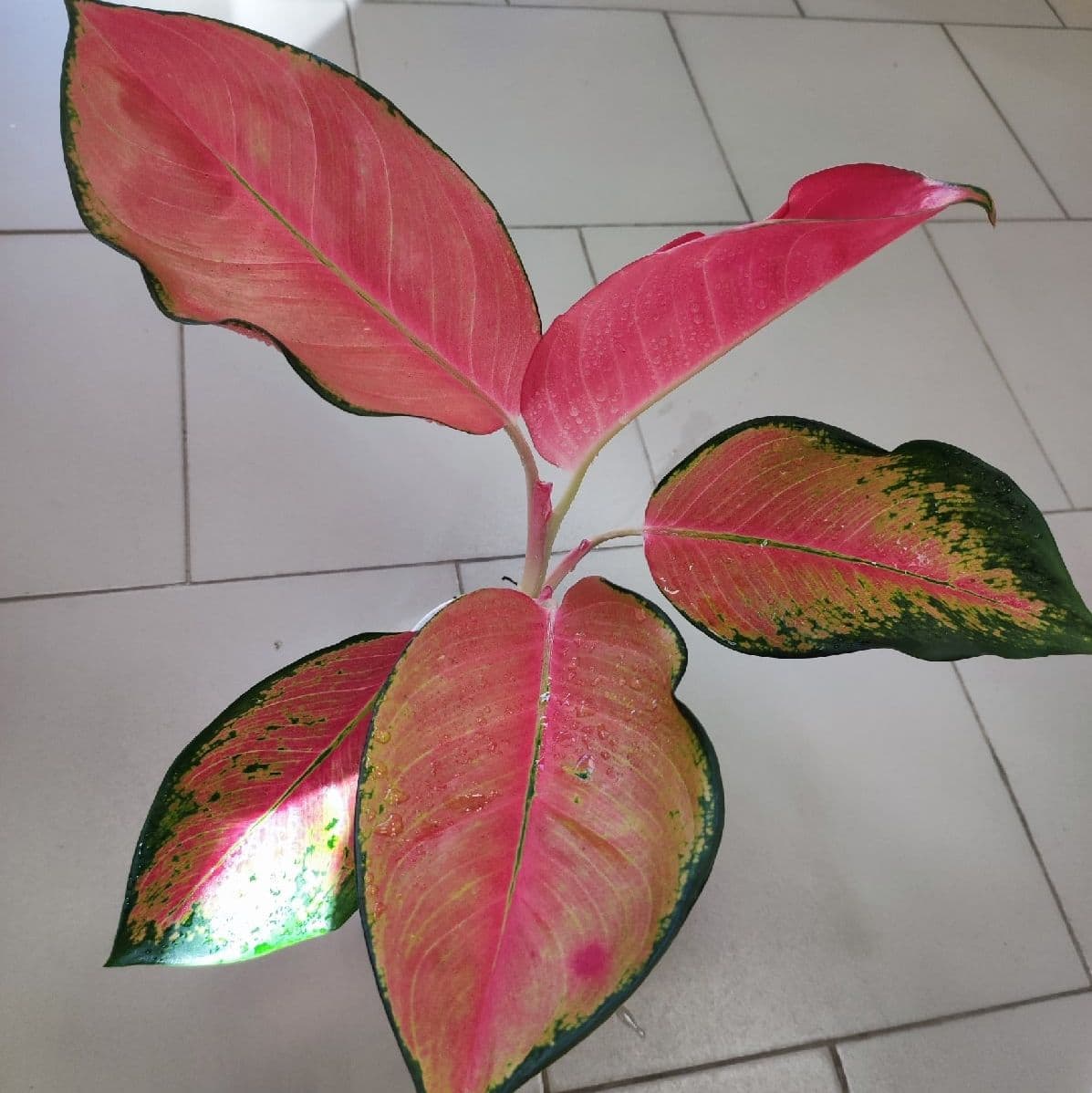 Купить «Аглаонема Фламинго» (Aglaonema Flamingo)