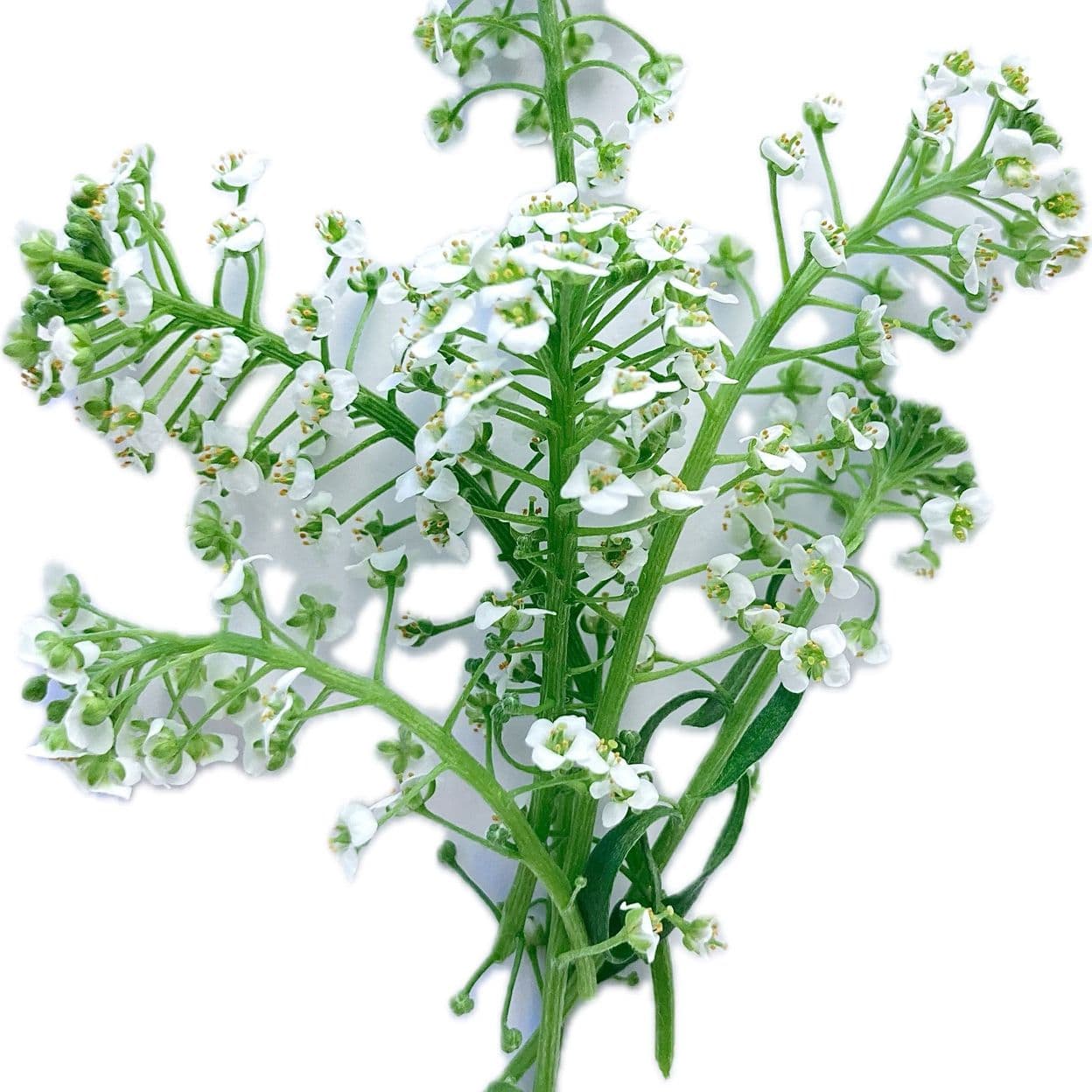 Купить Медовик