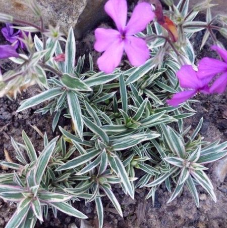 Купить «Флокс шиловидный Variegata» (Вариегата)