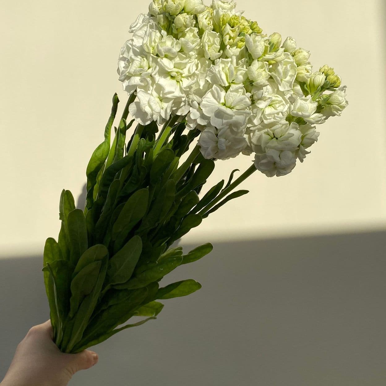 Купить Маттиола 