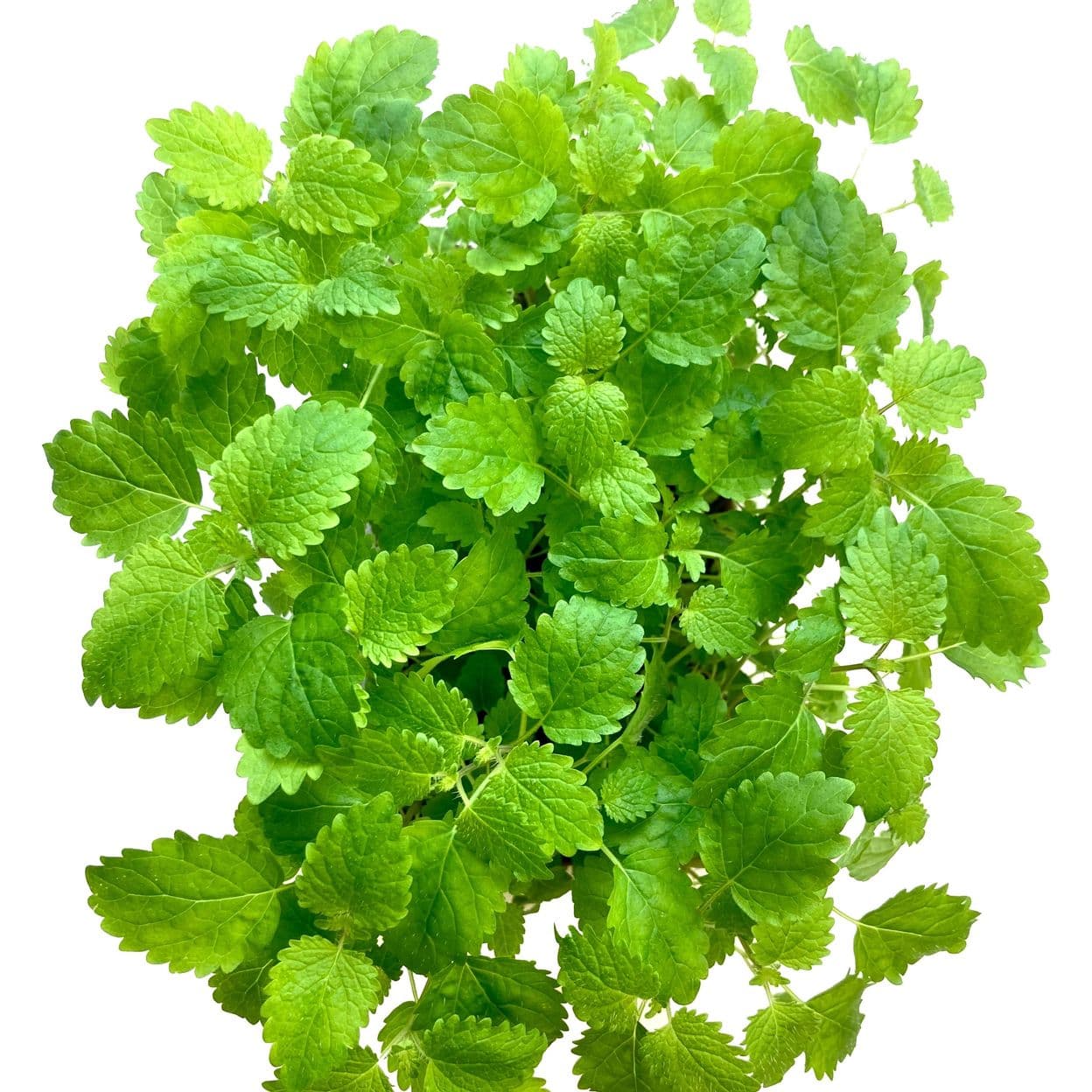 Купить Мелисса лимонная