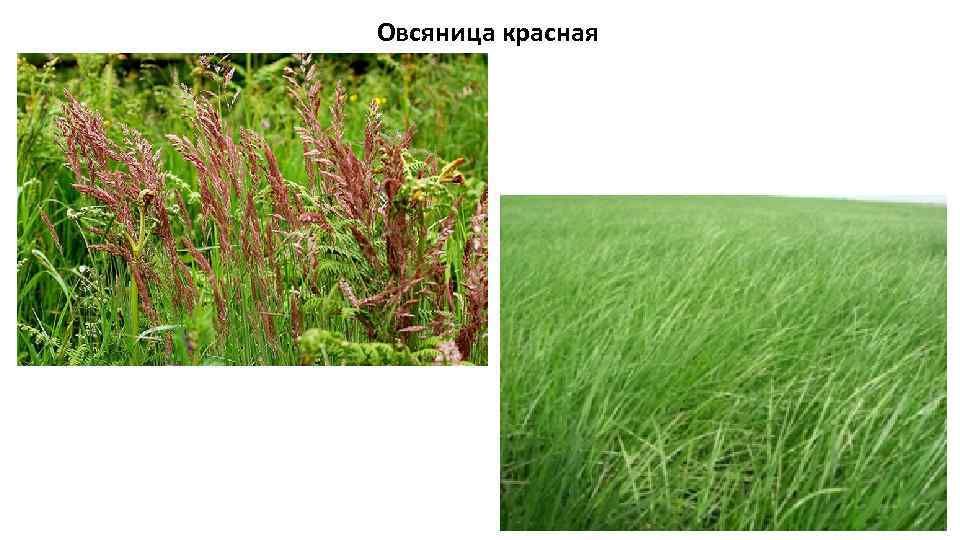 Купить Овсяница красная семена - импортный