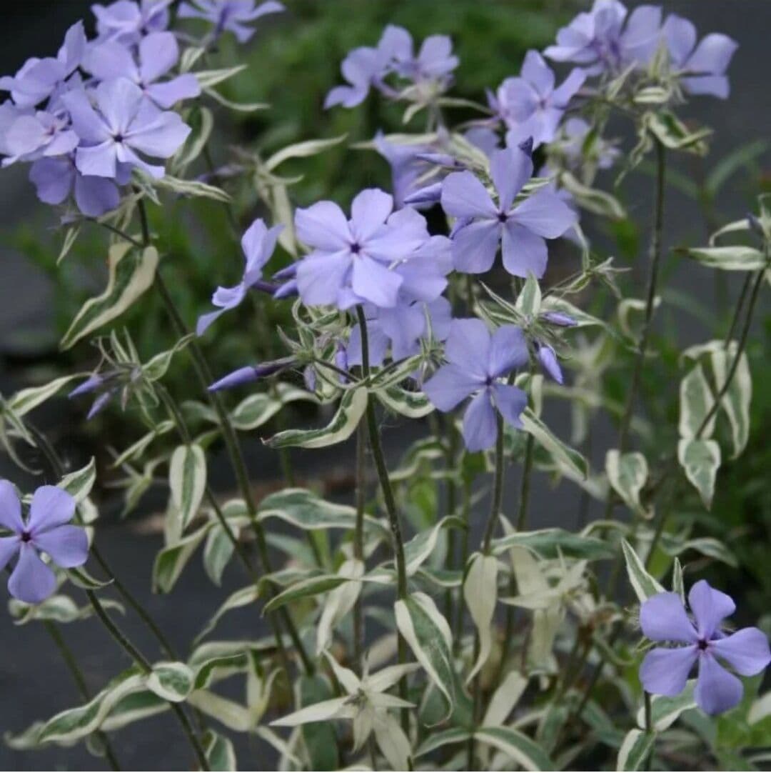 Купить Флокс растопыренный Вариегата (Phlox Divaricata Variegata).