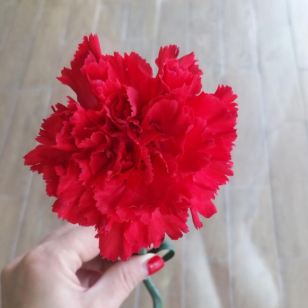 Купить Гвоздика красная