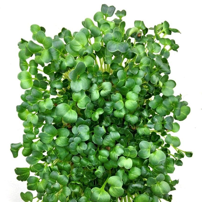 Купить Редис зеленый