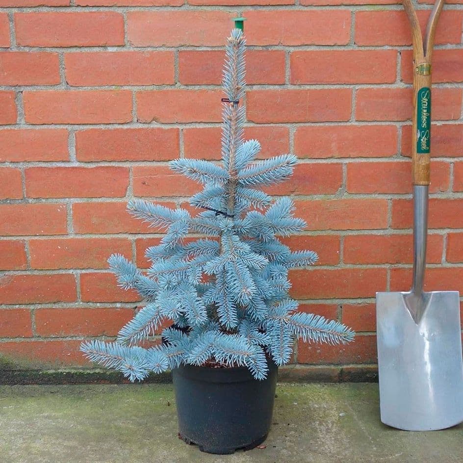 Купить Ель Хупси (Picea pungens Hoopsii)