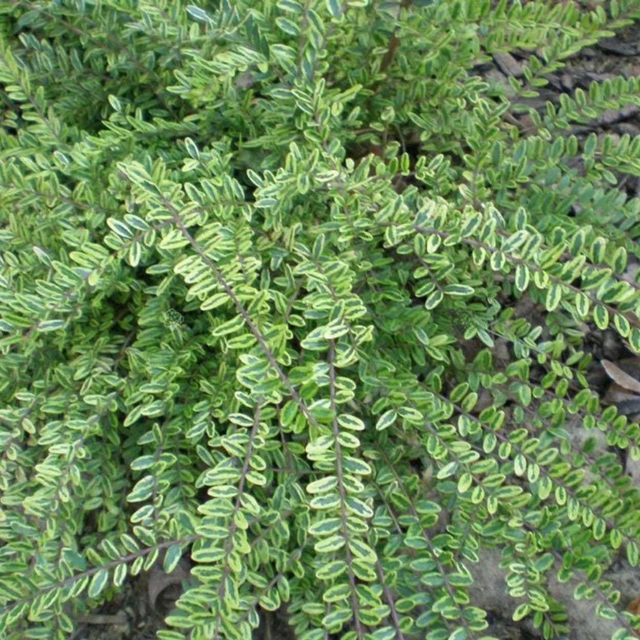Купить Жимолость шапочная Variegata