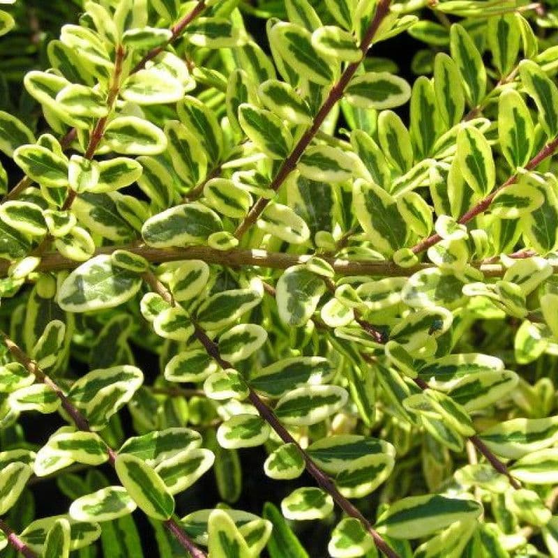Купить Жимолость шапочная Variegata
