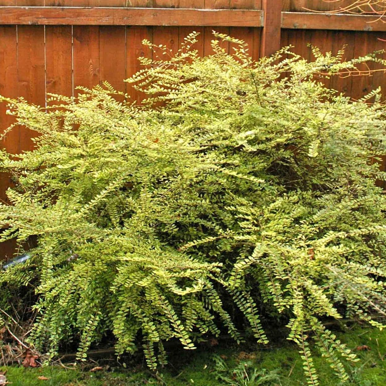 Купить Жимолость шапочная Variegata