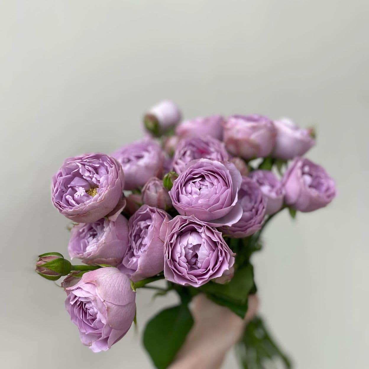 Купить Кустовая роза Lavender Bubbles