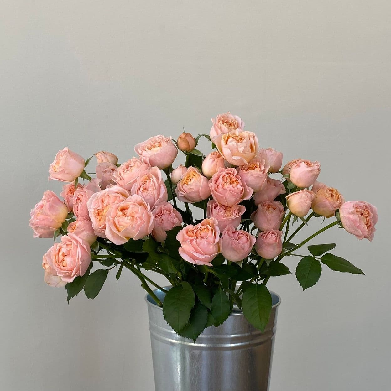 Купить Кустовая роза Georgia Peach