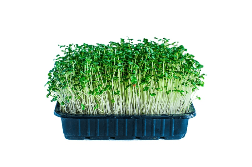 Купить Брокколи