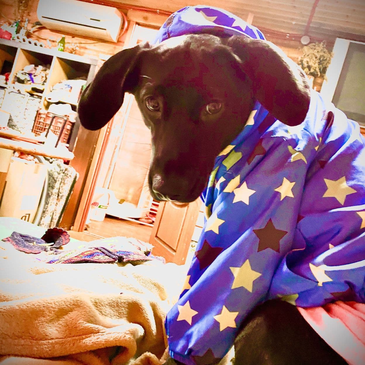 Купить Легкое говяжье сушенное ( 100 гр.)