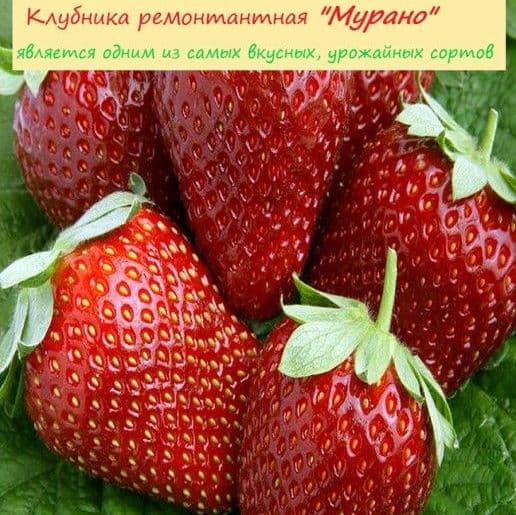 Купить Клубника "Мурано" семена