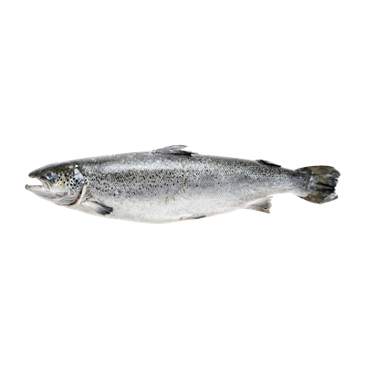 Купить ЛОСОСЬ ПОТРОШЕНЫЙ С ГОЛОВОЙ СВЕЖЕМОРОЖЕННЫЙ 5-6 КГ . доставка продуктов тюмень . доставка продуктов в тюмени . доставка фруктов тюмень . достав