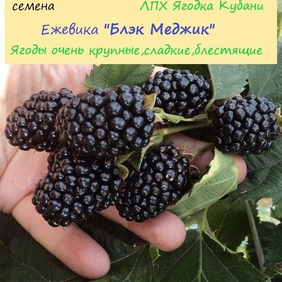Купить Ежевика "Блэк Меджик" семена 10 шт.