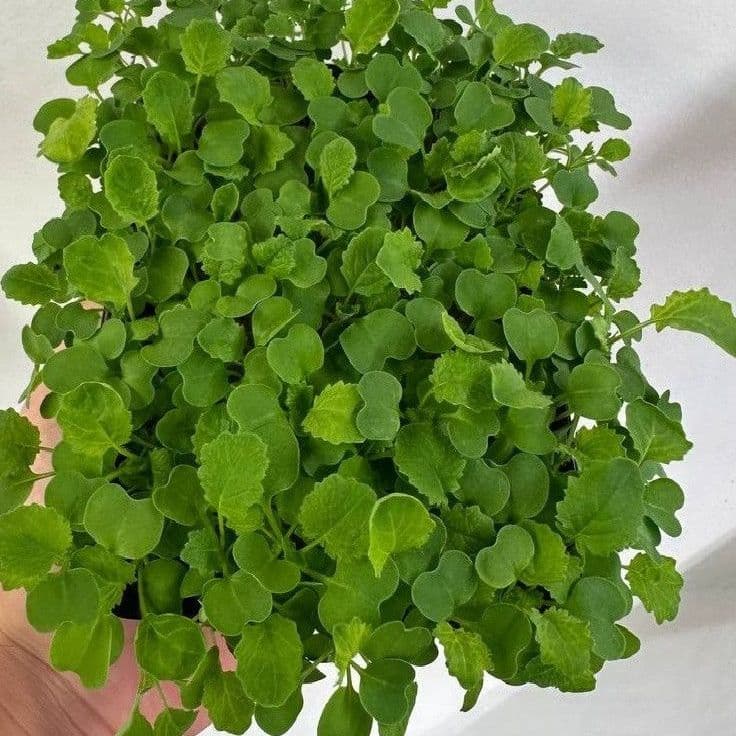Купить Репа