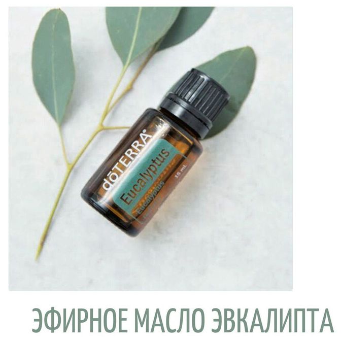 Купить Эвкалипт