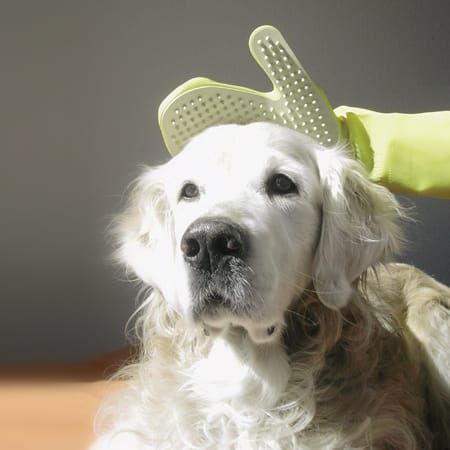 Купить Рукавица для животных