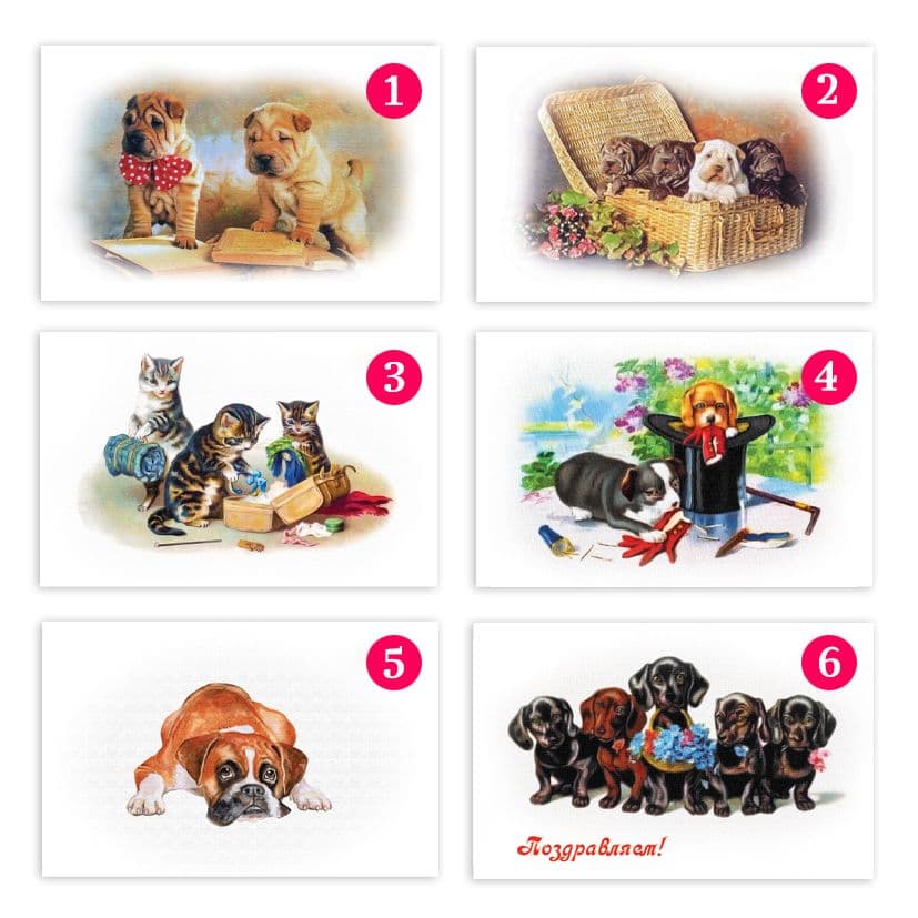 Купить Коллекционная открытка из серии "Щенки и собаки"