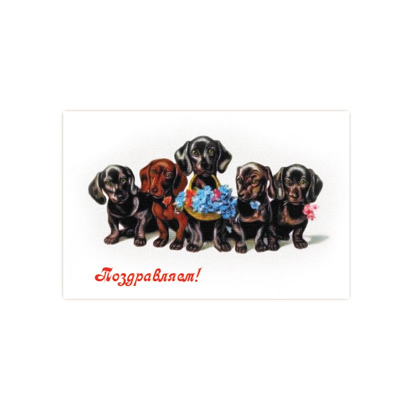 Купить Коллекционная открытка из серии "Щенки и собаки"
