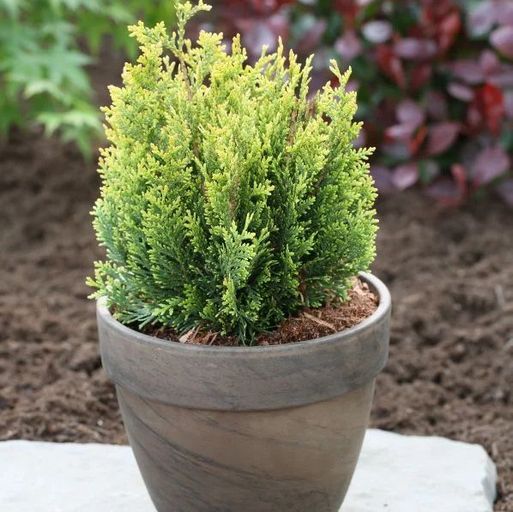 Купить Туя западная «Литл Бой» (Thuja occidentalis Little Boy)