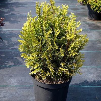 Купить Туя западная «Литл Бой» (Thuja occidentalis Little Boy)
