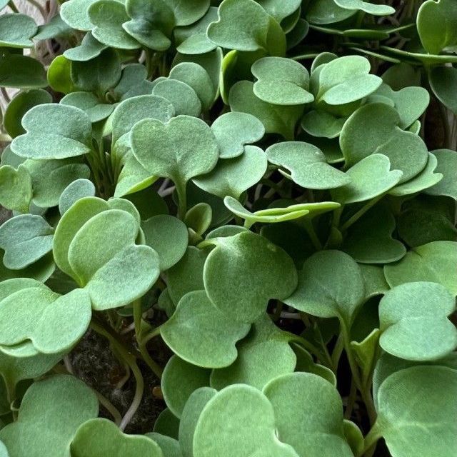 Купить Рукола (руккола)