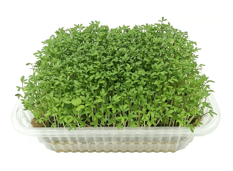 Купить Кресс-салат