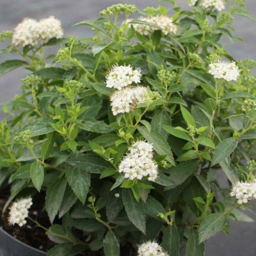 Купить Спирея японская Альбифлора (Albiflora, Белоцветковая, Альба, Alba)