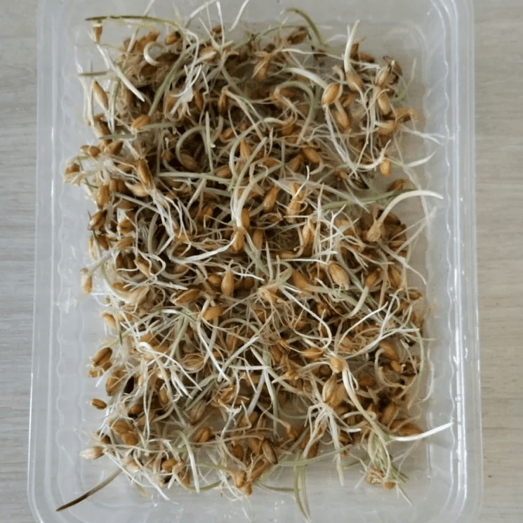 Купить Проростки ржи