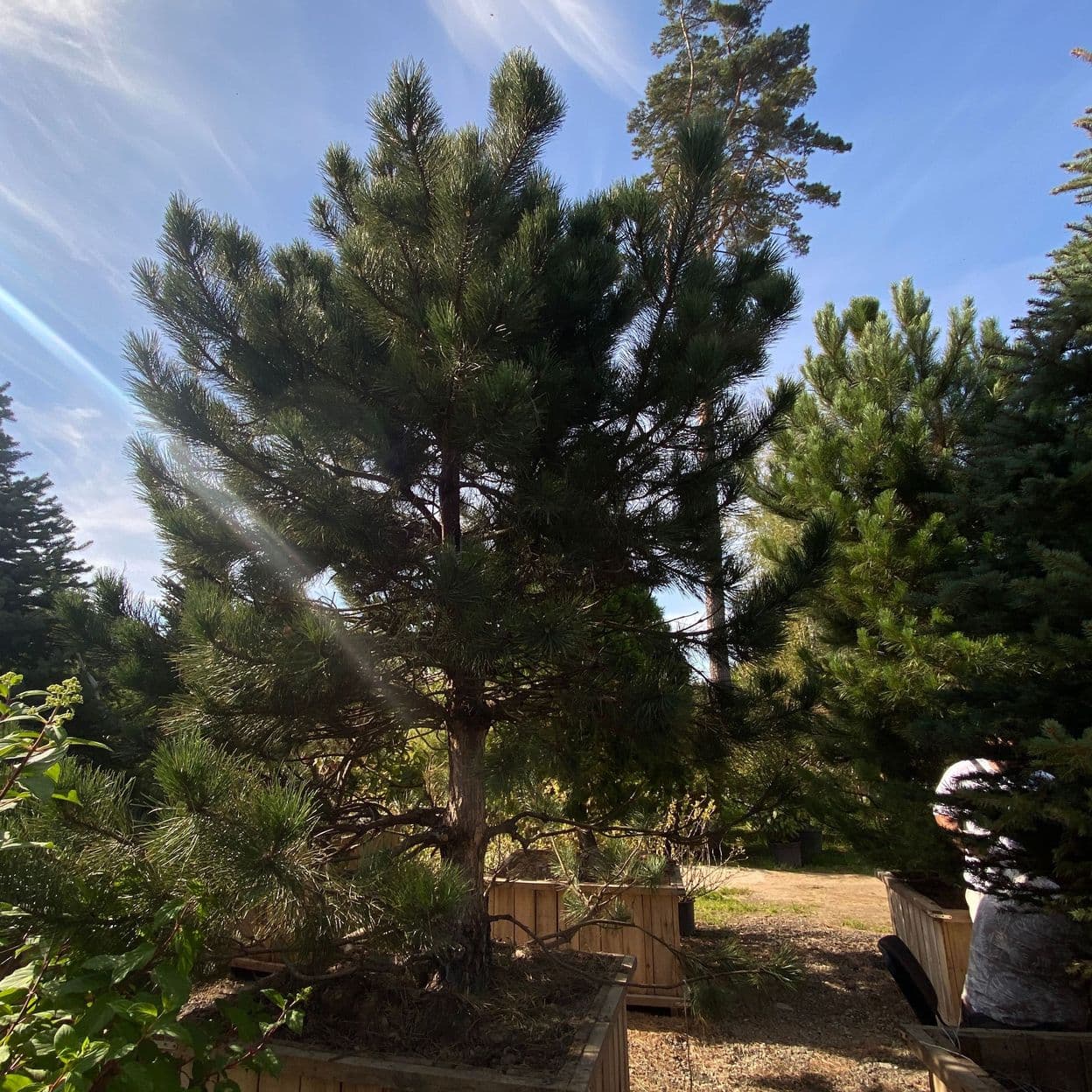 Купить Сосна Черная Австрийская