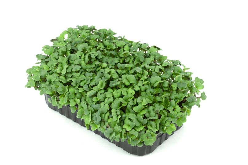 Купить Горчица