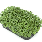 Купить Горчица