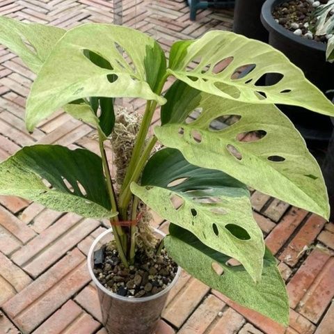 Купить Монстера "Laniata Mint" Variegated