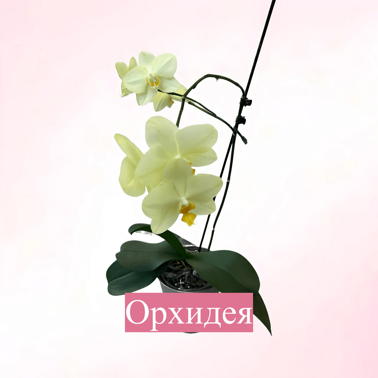 Купить От 1000р. до 2000р.